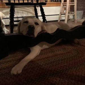 Meet your Posher, Bonnie